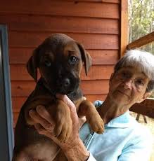 Haley is a black lab mix puppy who is now available for. Ebony Pup Astrid Labrador Retriever Baby Adoption Rescue For Sale In Ellijay Georgia Classified Americanlisted Com