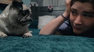 Pugs are extremely popular, but did you know: • Pugs are one of the oldest  breeds, dating back to ~400bc • Their name likely comes from their  resemblance to marmoset monkeys, which