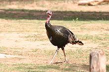 The largest ever was 86 pounds! Wild Turkey Wikipedia