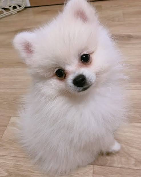 25 of the Cutest Puppies We've Ever Seen