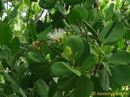 Image result for Sonneratia alba