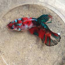 S a p o 4 n t s o x 7 4 r e d v b u 1 s. For Sale Female Betta Koi Galaxy Wa 082157042777 Koi Betta Pet Fish Betta Aquarium