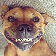 Smile It S The Weekend Cute Dogs Smiling Animals Animals Beautiful