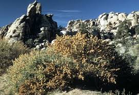 Image result for Abrus canescens