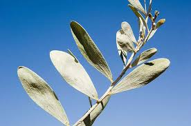 Image result for Dictyophleba