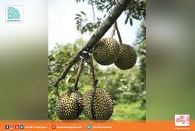 Karena masih bisa makan dan tidak muntah hebat, si pasien diberi obat penguat hati (hepatoprotector) dan disarankan banyak istirahat, hindari rokok, makanan beralkohol termasuk durian, tape atau bir. Rahasia Durian Enak Npk Mutiara Terpercaya Karena Kualitas