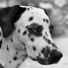 Image result for dalmatin