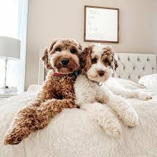 Current vaccinations, nail clipping, health certificate, first physical. 590 For The Pup Ideas In 2021 Goldendoodle Pup Dogs