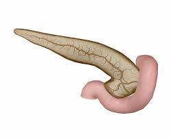 Image result for pancreas)