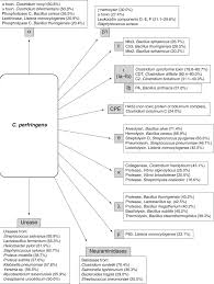 Serious clostridial diseases are relatively rare but can be fatal. Clostridium Perfringens Toxinotype And Genotype Trends In Microbiology