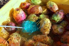 We did not find results for: Come Raccogliere E Pulire I Ficodindia Senza Problemi Ricette In Armonia