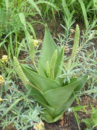 Image result for Ledebouria cordifolia