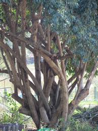 Image result for Cordia afra