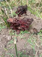 Image result for Sarcophyte piriei