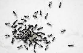 Best pest control service in pinellas. Ant Exterminators Pinellas Park 24 Hour Domestic Ant Inspection Removal Control