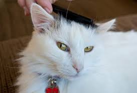 Diy Dry Cat Shampoo Petdiys Com Cat Shampoo Long Haired Cats Homemade Cat