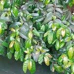 Image result for Homalium abdessammadii