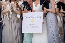 For the minimal bride, it doesn't get any better than this bloomers flowers & gifts arrangement. Charlotte Bride Uses Puppies In Place Of Bouquets For Bridal Party Photos People Com