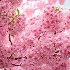 Check spelling or type a new query. ã‹ã•ãªã‚‹èŠ±ã³ã‚‰ æ²³æ´¥æ¡œ ãŒæº€é–‹ã ã‚ˆ ä¸‰æµ¦æµ·å²¸é§… æ¡œ Loveæ¡œç¥­ã‚Š2015 Fiori Di Ciliegio Fiori Fioritura