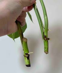 How to care for your variegated monstera albo cutting or plant. Variegated Monstera Albo Variegata Cutting Help