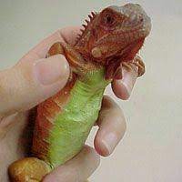 Red Iguana Babies Babies 49 99 Iguana Baby Iguana Lizard