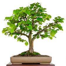 Aber auch serviceleistungen wie urlaubspflege, tipps bei gestaltungen, schalenauswahl und hilfe bei krankheiten bieten wir an. Bonsai Aus Heimischen Baumen Ziehen So Gelingt S