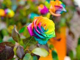 Check spelling or type a new query. Rainbow Roses Are They Real Lovethegarden