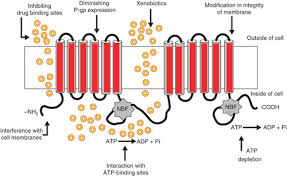 Image result for P-Glycoprotein