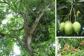 Mango trees live and produce fruit for many years, and with good growing conditions and without freezing weather that will kill the tree, mangoes can bear fruit for decades or longer. Tree Of The Month Close Encounters With Mango Trees In Trinidad And Tobago Forestry Journal