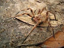 Following the events of avengers: How Poisonous Is A Banana Spider Quora