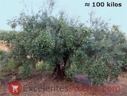 How Many Olives Does An Olive Tree Produce 0 5 30 100 850 Kg