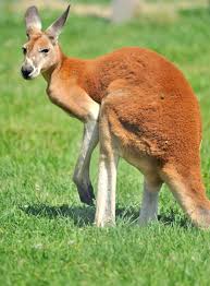Image result for kangaroo