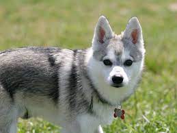 Check spelling or type a new query. Klee Kai De Alaska Caracteristicas Y Comportamiento