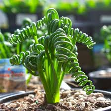 Image result for Albuca kirkii