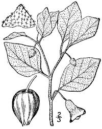 Image result for Physalis viscosa