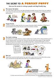 We use positive reinforcement to teach people how to tell their dogs what they need to get along in the human world. You Just Brought Home Your New Best Friend Now What Dog Training Obedience Puppy Needs Puppy Training