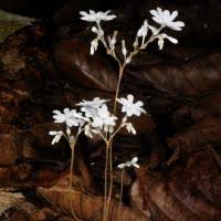 Image result for Gymnosiphon