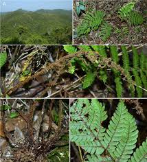 Image result for Ctenitis cirrhosa