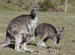 Although the kangaroo has many brothers that look like it i.e. Versace Reveals Ban On Kangaroo Skin Amid Savekangaroos Call From Campaigners