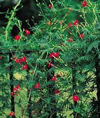 Ipomoea quamoclit (cypress vine or hummingbird vine or star glory) is a species of morning glory native to tropical regions of the new world from northern south america north to mexico. Pin On Flowers Plants