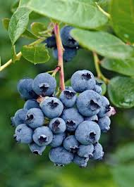 Image result for Vaccinium madagascariense