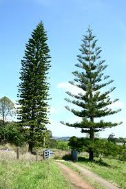 Image result for Araucaria columnaris