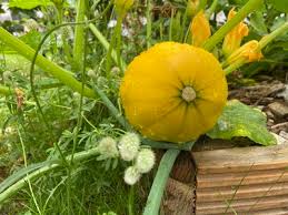 Image result for Cucurbita moschata