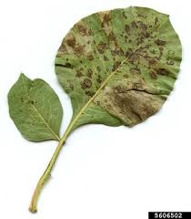 Species are capable of producing the alternaria toxins are phytotoxins that affect various plants. Alternaria Black Molds Stem Cankers Alternaria Spp Nees