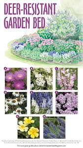 Deer Resistant Garden Bed Deer Resistant Garden Deer Resistant Garden Plans Deer Resistant Flowers