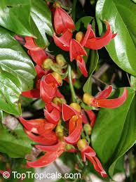 Image result for Mucuna poggei