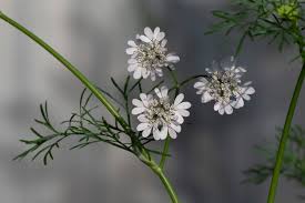 Image result for Coriandrum sativum