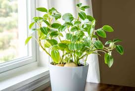 Image result for Peperomia molleri