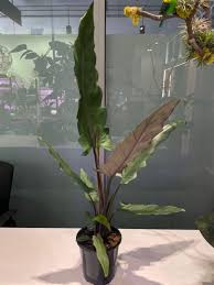 Purple sword features dark purple sword shaped leaves and purple stems. Alocasia Purple Sword Gardening Plants On Carousell