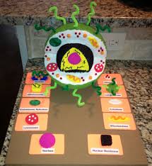 We did not find results for: Great Project For Students To Do When Learning About The Inside Of A Cell Cells Project Plant Cell Project Science Class Decorations